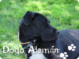 dogo aleman