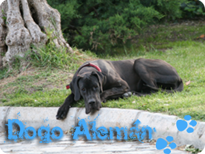 dogo aleman