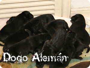 dogo aleman