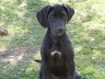 Venta Cachorros Gran Danes