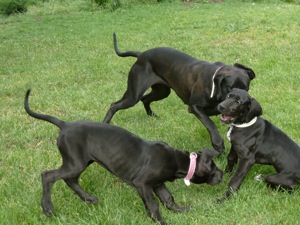 Cachorros Gran Danes